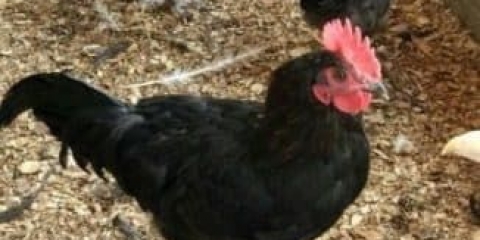 Opis kineske pasmine pilića xin xin dian